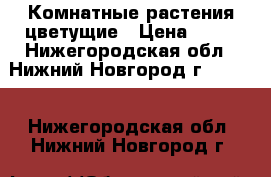 Комнатные растения цветущие › Цена ­ 50 - Нижегородская обл., Нижний Новгород г.  »    . Нижегородская обл.,Нижний Новгород г.